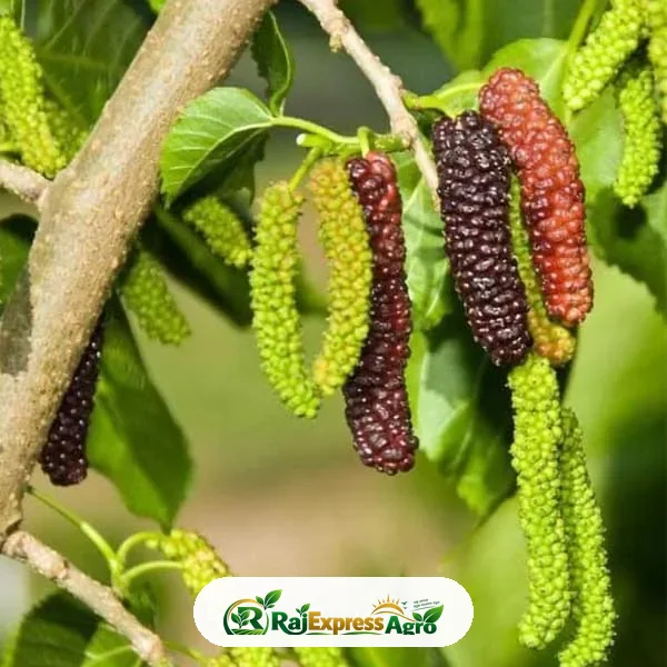 লং মালবেরি