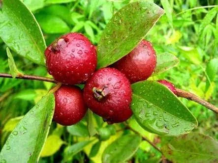স্টোবেরি লাল পেয়ারা