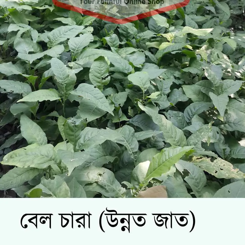 থাই বেল