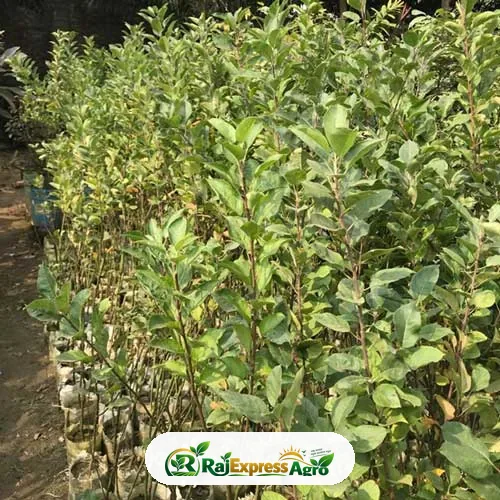 আন্না আপেল