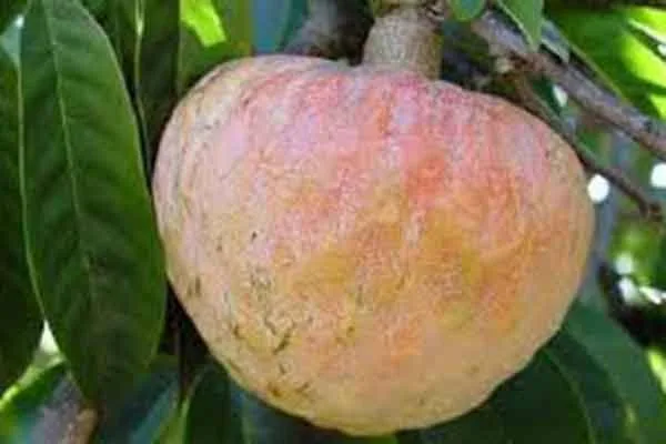 দেশি আতাফল