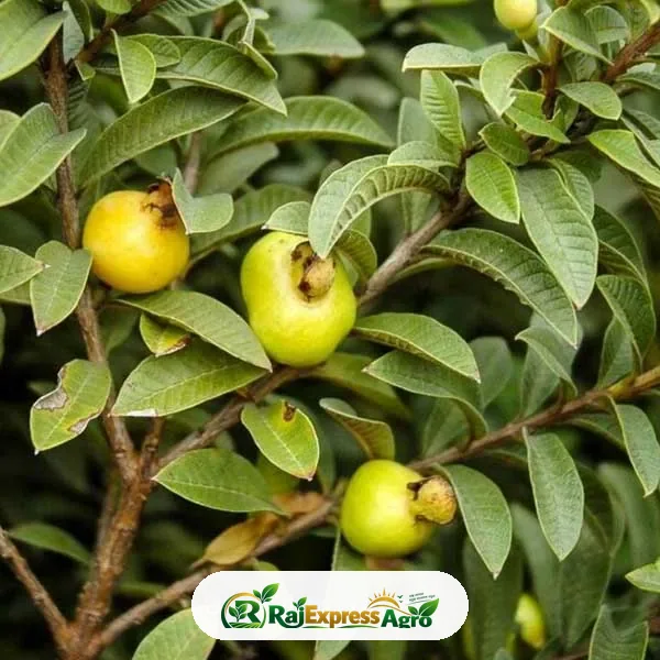 চায়না পেয়ারা