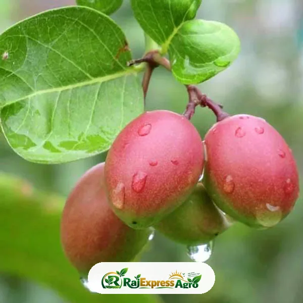 মিষ্টি করমচা