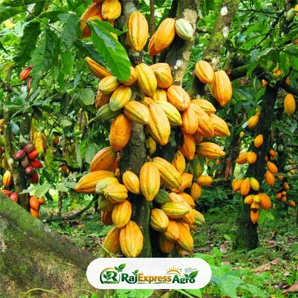 কোকো (চকলেট) গাছ