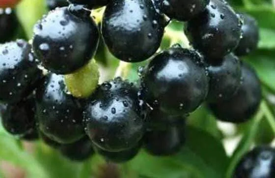 থাই জাম