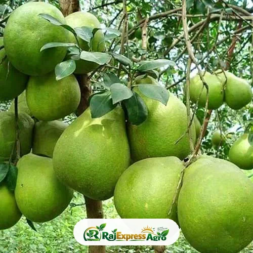 থাই জাম্বুরা