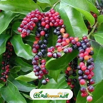 বিগনে