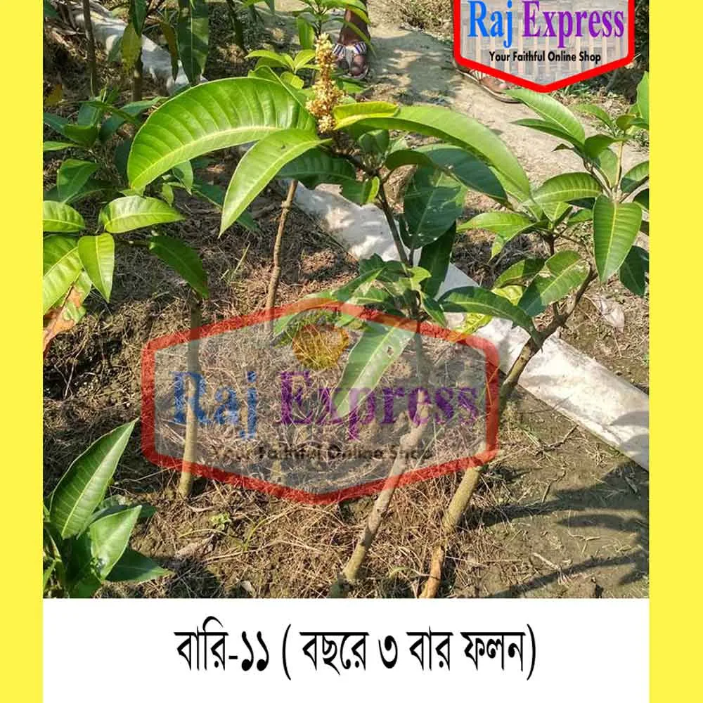 বারী- ১১ আম