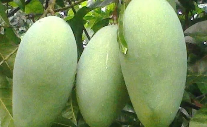 চন্দমল্লিকা