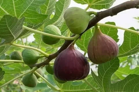 ইন্ডিয়ান ডুমুর