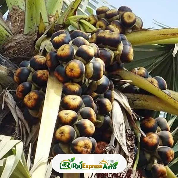 তাল গাছ