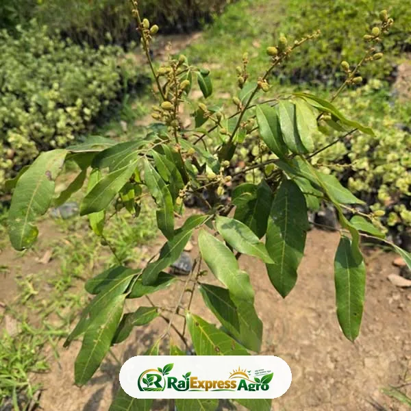 বিউ কিউ লংগান (বাণিজ্যিক জাত)
