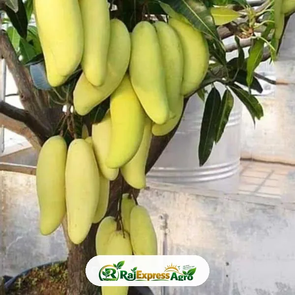 ব্যানানা ম্যাংগো