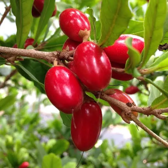 মিরাক্কেলবেরি কলম