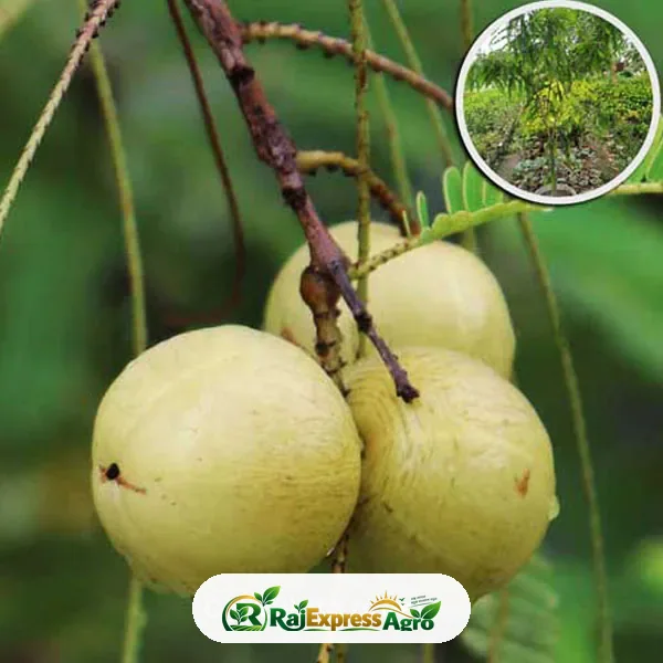 আমলকী