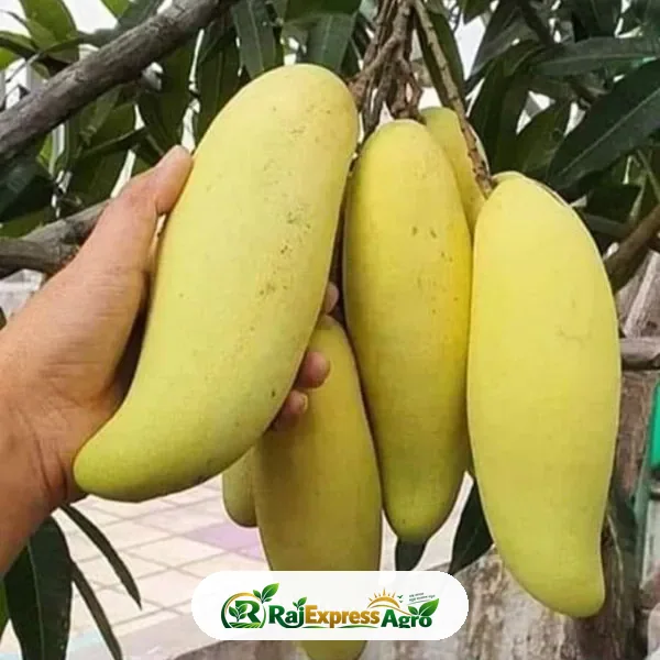 ব্যানানা ম্যাংগো