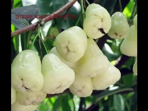 সাদা জামরুল