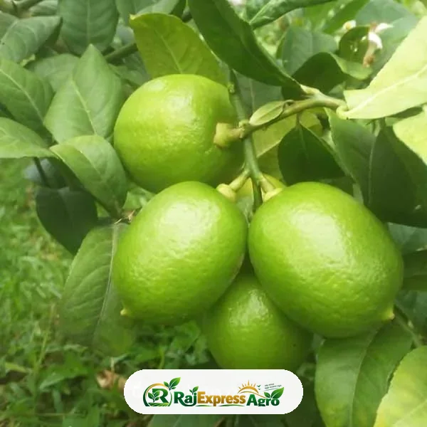 সিডলেস লেবু