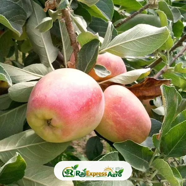 আন্না আপেল