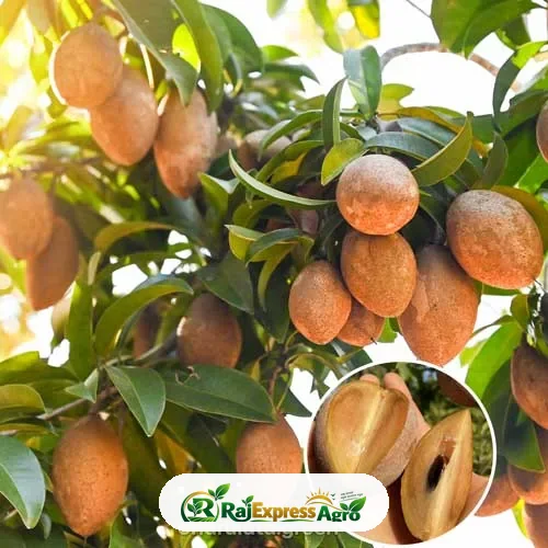 থাই সফেদা