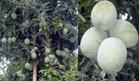 গৌরমতি আম