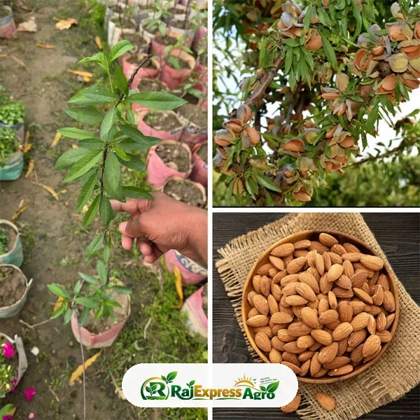আলমন্ড (অরিজিনাল কাঠবাদাম)