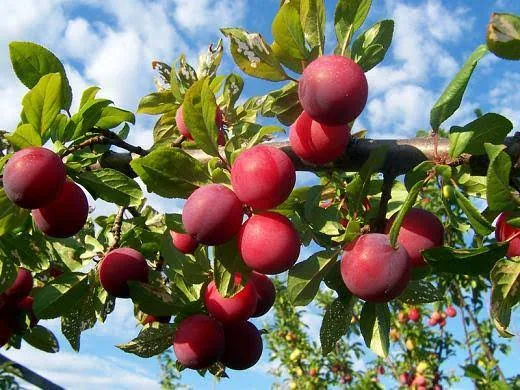 আলুবোখারা কলম