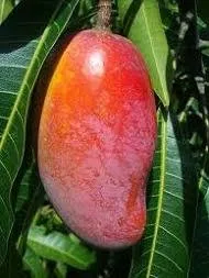 চিয়াংমাই
