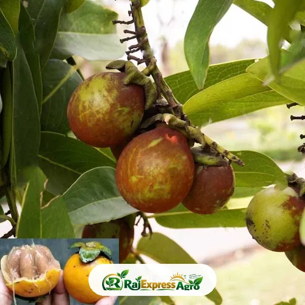 দেশি গাব