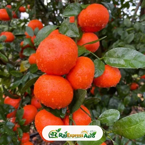 কেনু কমলা/ম্যান্ডারিন গাছ