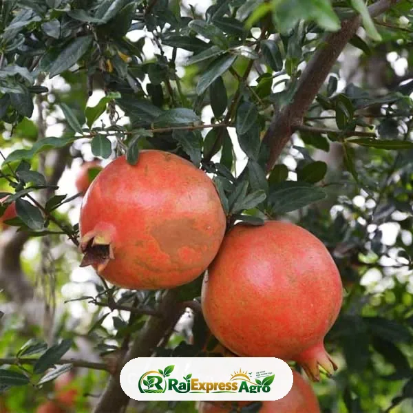পাকিস্থানি আনার