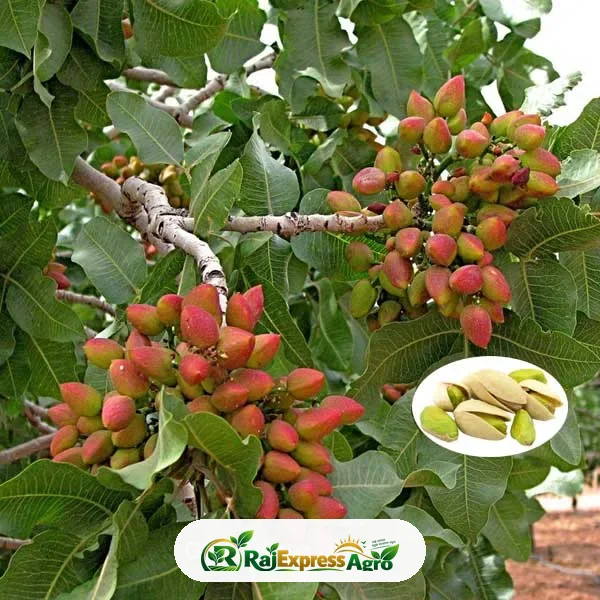 পেস্তা বাদাম