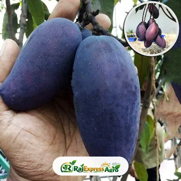 ব্ল্যাকস্টোন আম