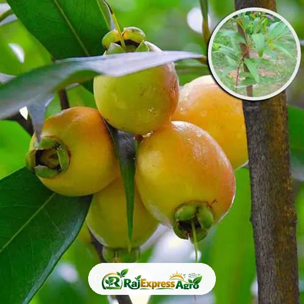 গোলাপ জাম