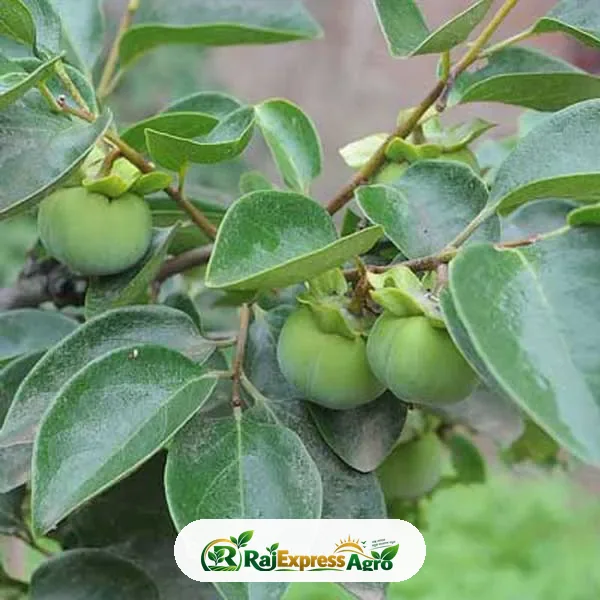 পার্সিমন (ফুয়ু)