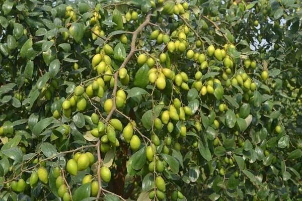 নারিকেলি কুল