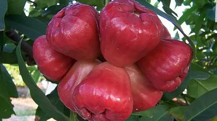 লাল জামরুল