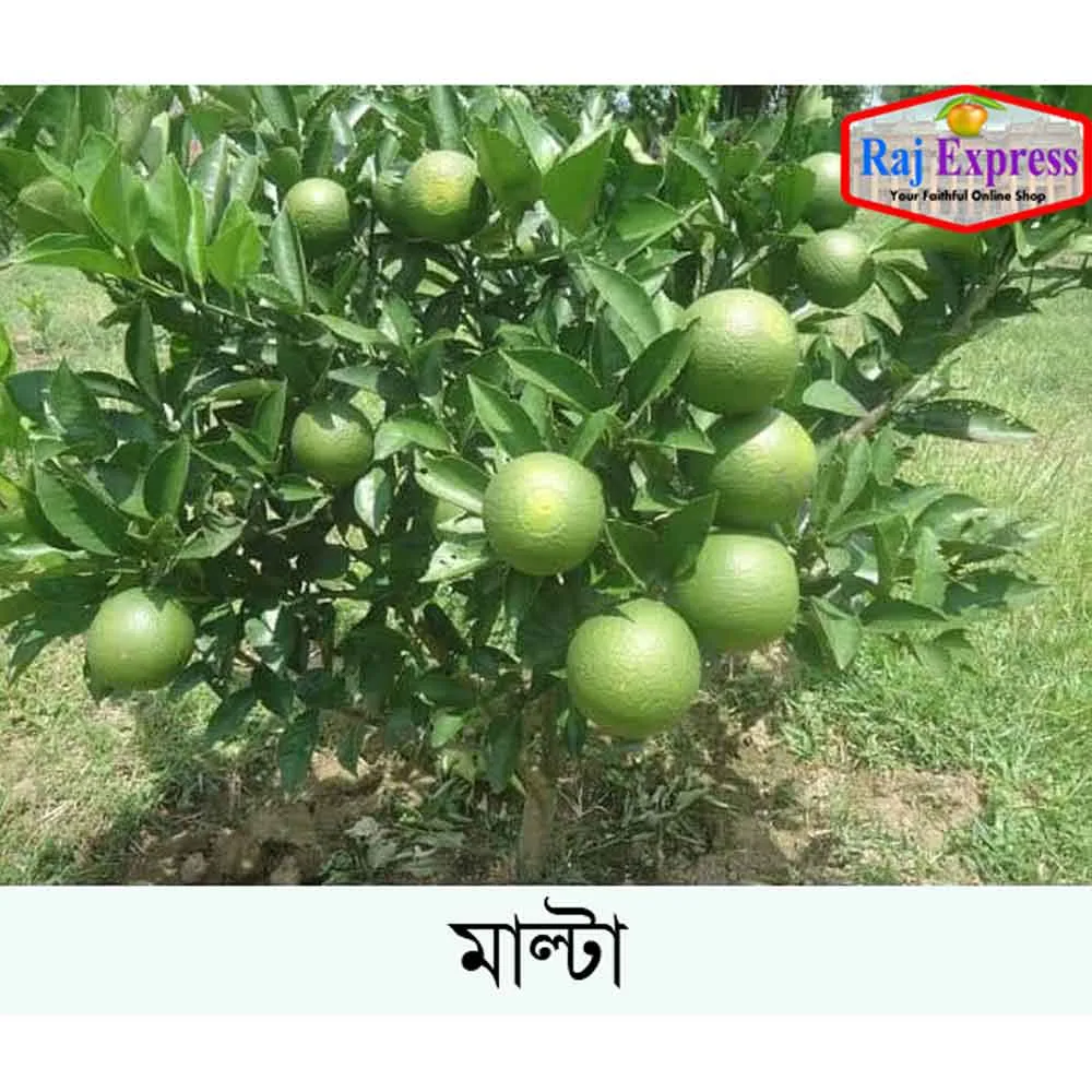 মাল্টা
