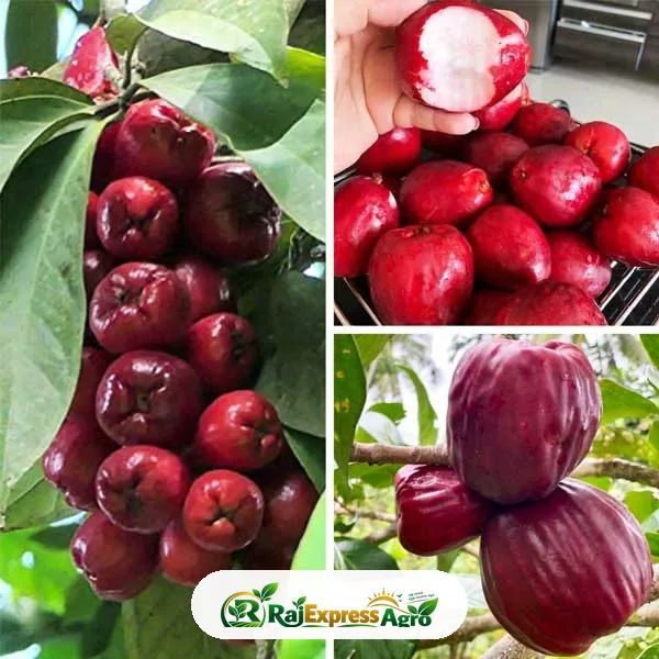 মালয় আপেল