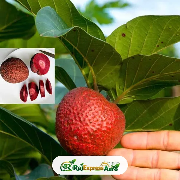 আফ্রিকান রেড পিচ