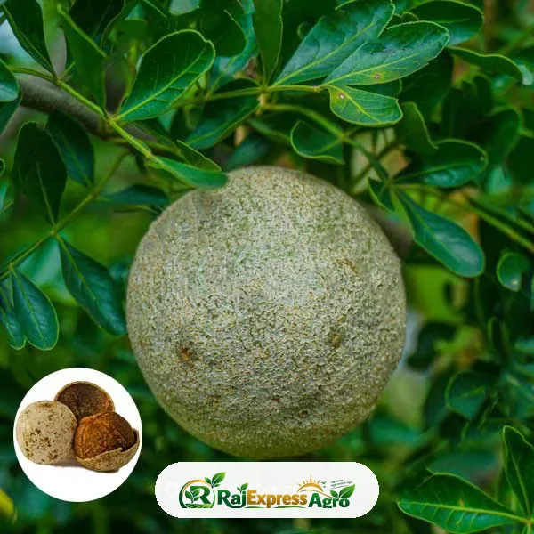 হাইব্রিড কৎবেল