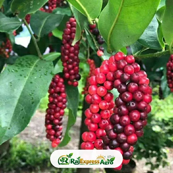 বিগনে