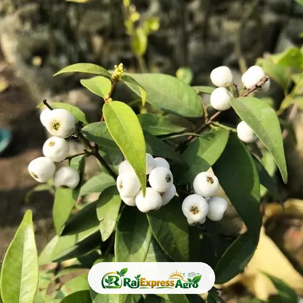 স্নোবেরি