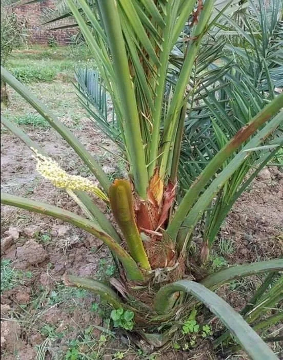 সৌদি খেজুর মরিওম