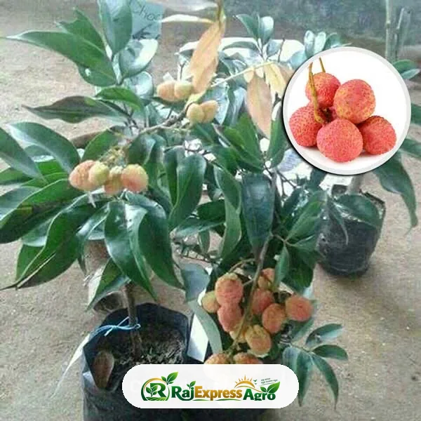 চায়না-৩ লিচু