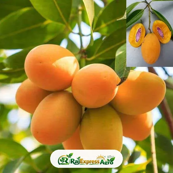 মাফরাং বিদেশি ফল গাছ