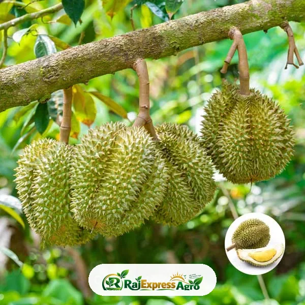 ডুরিয়ান