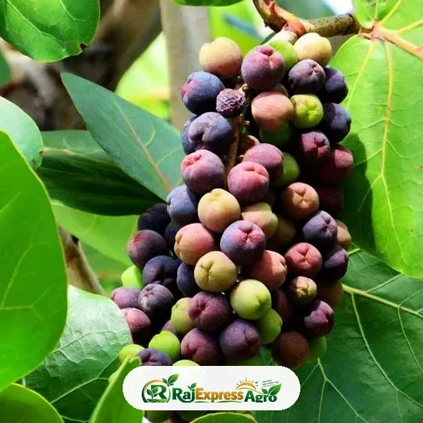 সি গ্রেপ (সামুদ্রিক আঙ্গুর)
