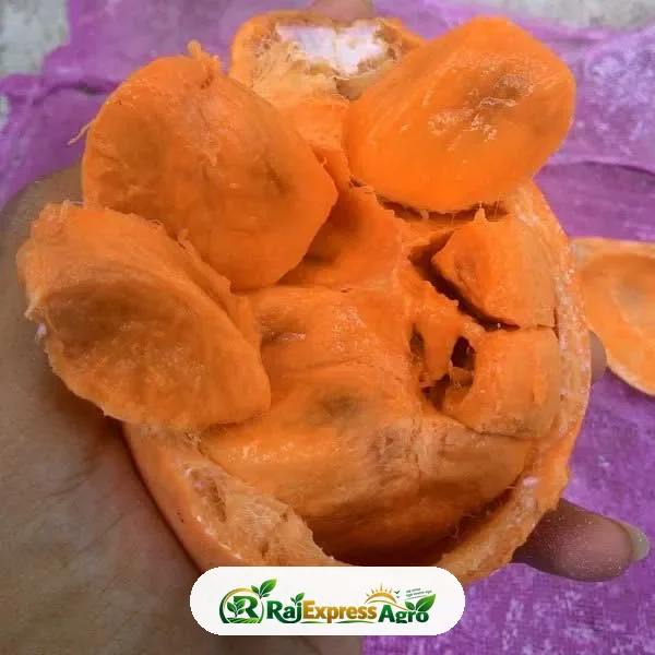 কুবাল মধু