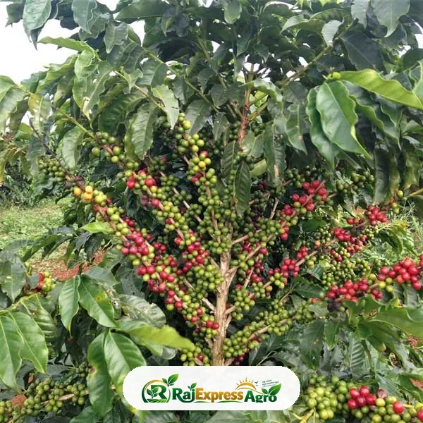 কফি গাছ